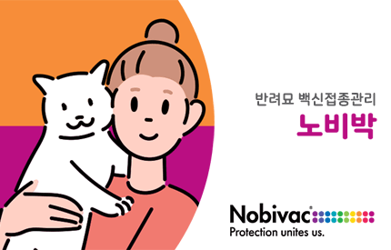 노비박(고양이)